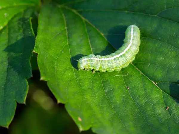 Un bruco verde, con striature bianche, si muove su una foglia verde brillante.