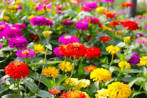 Un campo fiorito di zinnie colorate, rosse, rosa, viola e gialle. Perfette per chi vuole sapere zinnie quando seminare per un'esplosione di colore estivo.