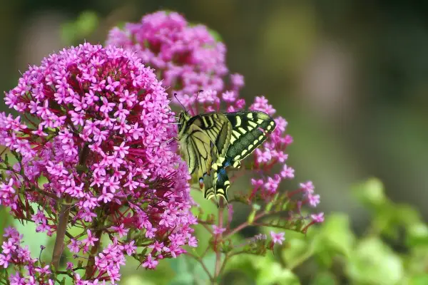 Una splendida farfalla Macaone si posa su una pianta che attira le farfalle, con i suoi fiori rosa vivaci.