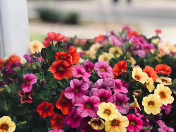 Un tripudio di fiori estivi: petunie rosa, rosse e gialle creano un tappeto colorato.