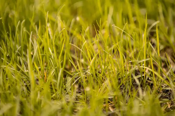 Erba giovane e verde, un invito a scoprire come rinverdire il prato per un giardino rigoglioso.