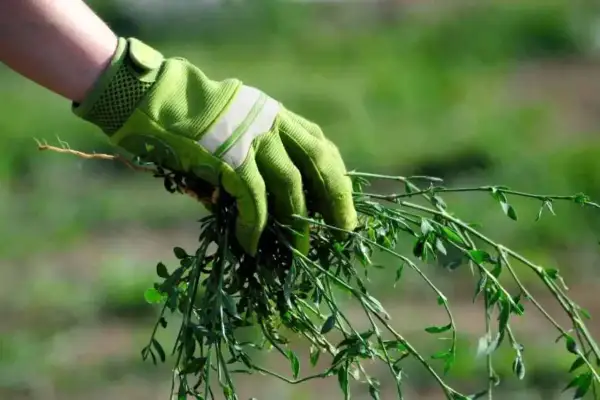 Mano con guanto verde estirpa gramigna infestante dal terreno.