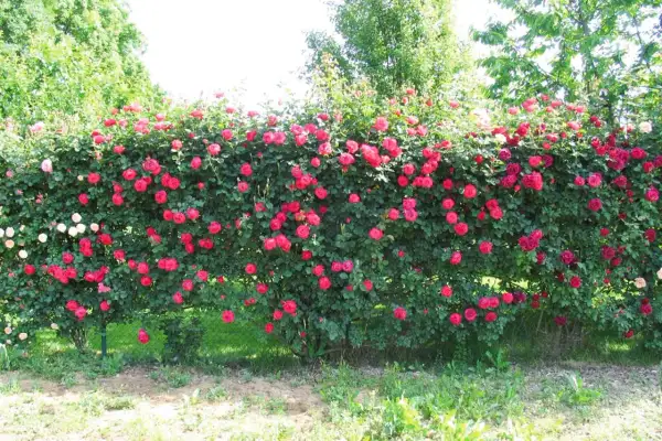 Un muro di rose rosse e rosa in piena fioritura, un bellissimo spettacolo quando si piantano le rose.