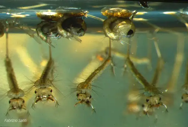 Larve di zanzara in acqua, un primo passo per capire come eliminarle.