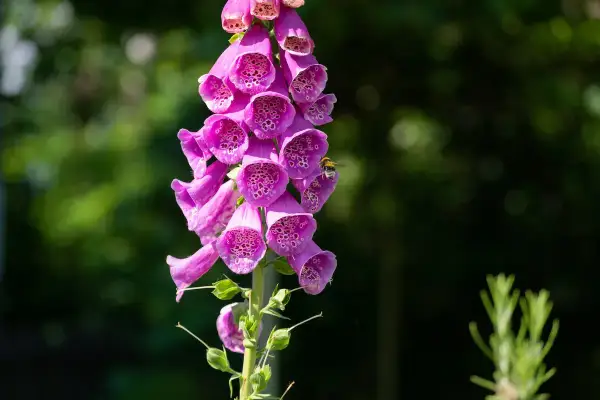 Un'ape visita un grappolo di fiori a forma di campana di una digitale, una pianta velenosa con macchie interne.