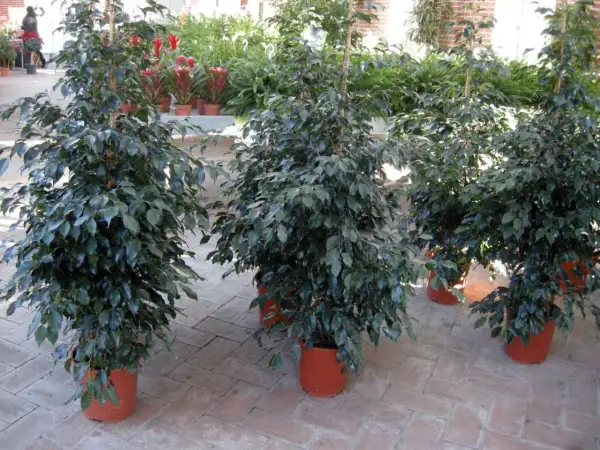 Piante in casa fanno male? Questi ficus in vaso sembrano rigogliosi, ma attenzione alle allergie.