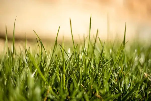 Un prato di gramigna fai da te, verde e rigoglioso, con fili d'erba che si stagliano contro uno sfondo sfocato e dorato.