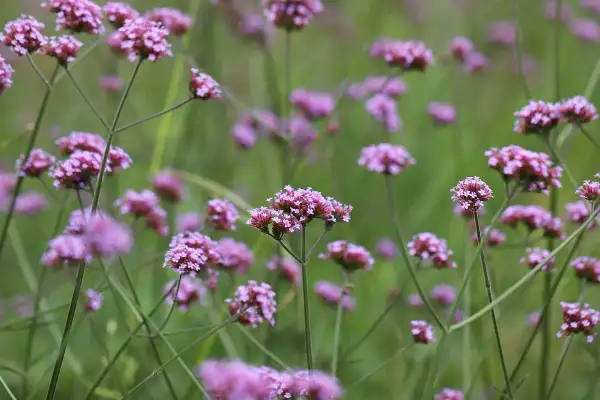 Fiori viola di piante perenni per aiuole al sole, resistenti alla poca acqua.