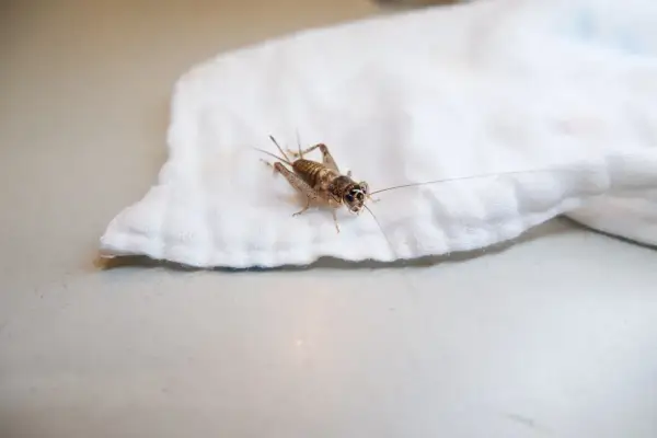Un grillo su un panno bianco. Scopri come allontanare i grilli in modo naturale.