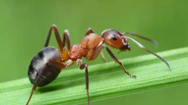 Formica rossa su filo d'erba. Impara come debellare le formiche con metodi naturali e sicuri per la tua casa.