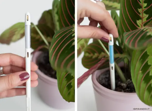 Misuratore di umidità per piante. Inserisci lo strumento nel terreno per capire come creare umidità per le piante e mantenerle sane.