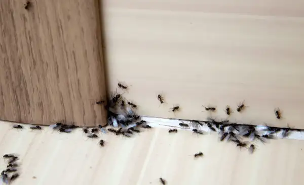 Formiche alate e operaie si radunano vicino a un angolo di legno, attratte da qualcosa di invisibile.