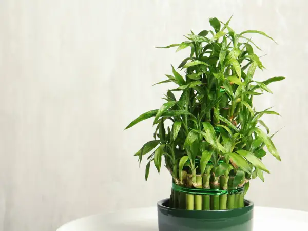 Un rigoglioso bambù in vaso sul balcone, con gocce d'acqua sulle foglie verdi.