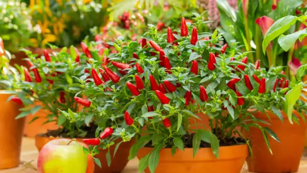 Piante di peperoncino ornamentale, cariche di frutti rossi brillanti, pronte per essere raccolte e gustate.