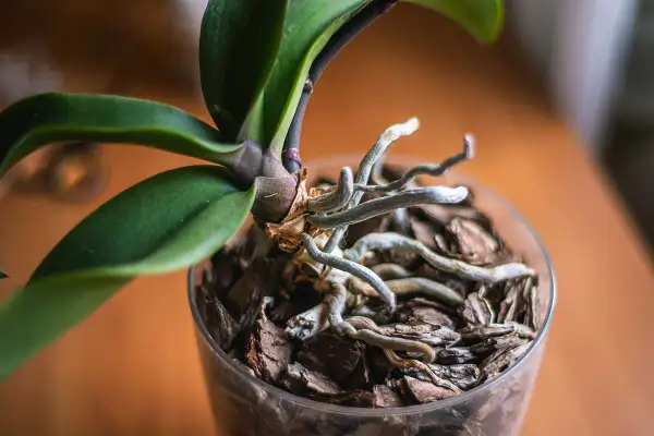 Le radici dell'orchidea, fuori dal vaso, si intrecciano con la corteccia, mostrando la loro vitalità e la necessità di spazio.