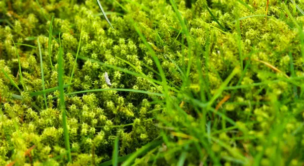 Primo piano di muschio verde brillante e fili d'erba. Un piccolo insetto bianco è visibile tra il muschio. Ideale per chi cerca come eliminare il muschio in modo naturale.