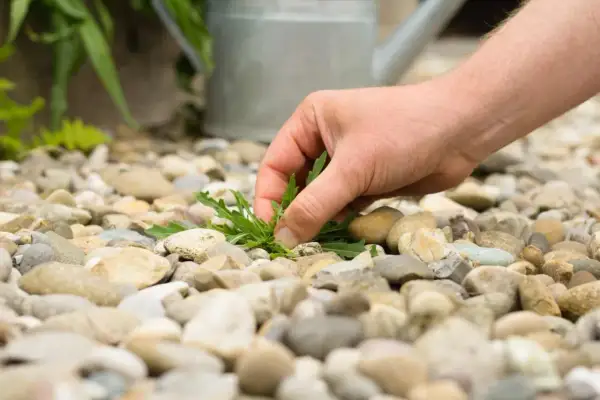 Mano che estrae un'erba dalla ghiaia, un metodo semplice per eliminare l'erba dalla ghiaia e mantenere pulito il giardino.