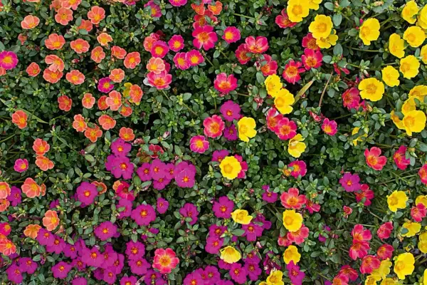 Un tappeto di vivaci portulaca fiori in tonalità rosa acceso, fucsia, arancio e giallo brillante, che illuminano un giardino estivo.