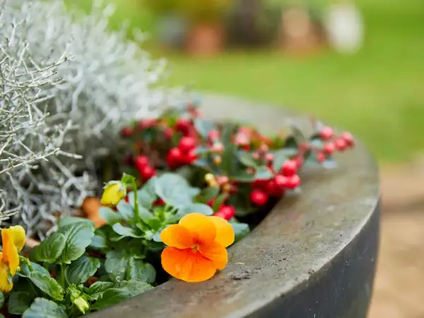 Un vaso con vivaci fiori da balcone invernali: viole arancioni e gialle, bacche rosse e fogliame argenteo creano un angolo colorato.