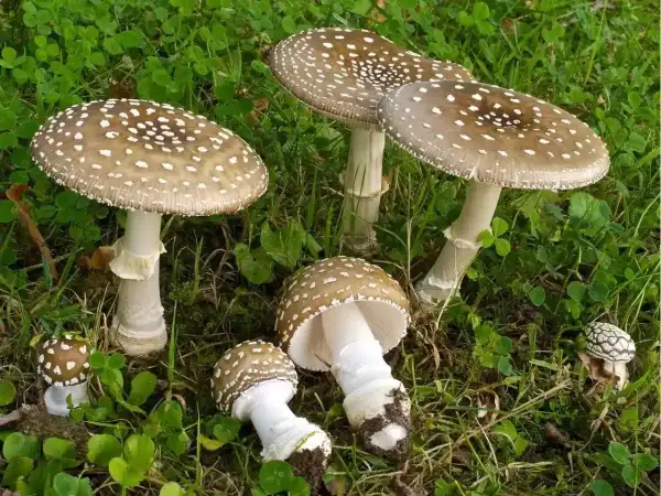 Un gruppo di funghi prato, con cappelli marroni maculati di bianco, spuntano dall'erba verde.