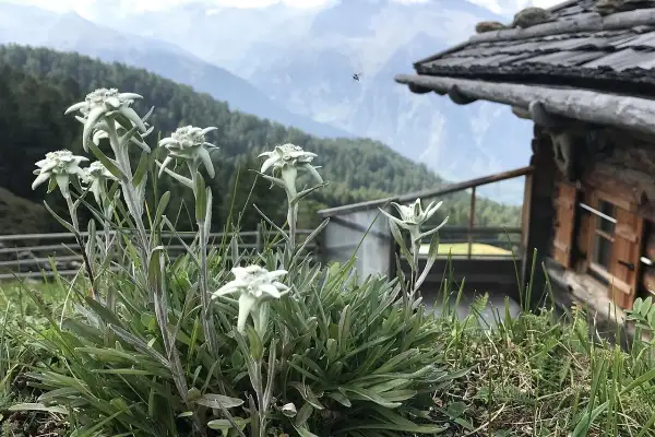 Un gruppo di **edelweiss fiore** cresce rigoglioso sull'erba, con una baita in legno e montagne sullo sfondo.