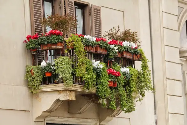 Balcone fiorito con ciclamini rossi e bianchi e edera rampicante, con un'esposizione nord est che favorisce la loro crescita rigogliosa.
