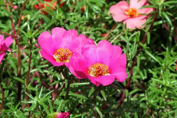Fiori rosa vivaci di portulaca pianta, con stami gialli brillanti, su un letto di fogliame verde.