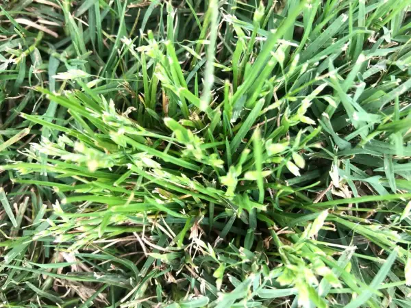 Primo piano di un prato con ciuffi di poa annua in fiore, con piccole spighette verdi e biancastre che spuntano tra le foglie d'erba.