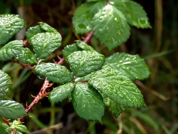 Foglie verdi di rovo bagnate dalla pioggia, con spine rosse. Un promemoria per chi cerca come eliminare i rovi in modo naturale.