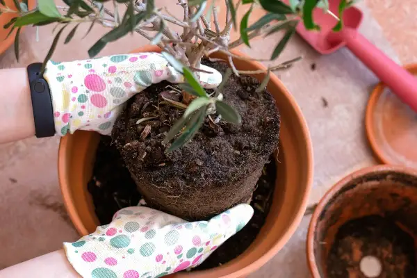 Mani guantate con pois colorati aiutano a spostare un ulivo piccolo dal suo vaso.