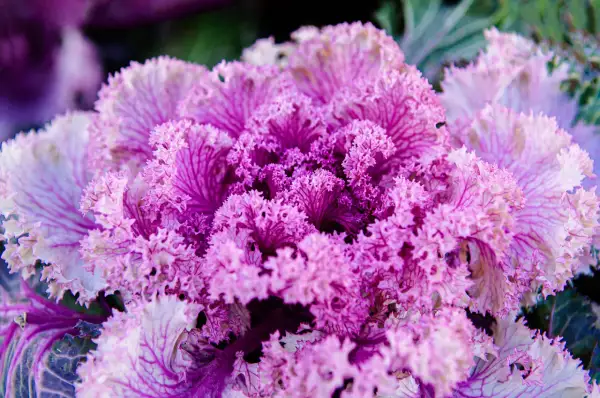 Cavolo ornamentale viola e bianco, con foglie arricciate, un tocco di colore tra le piante inverno.