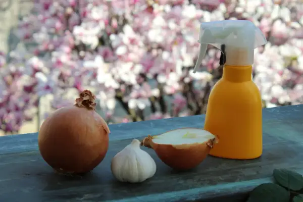 Cipolle, aglio e uno spruzzino giallo suggeriscono un antiparassitario naturale per piante, pronto per proteggere il giardino fiorito.