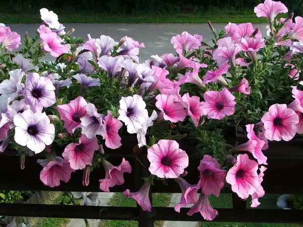 Fiori di petunia rosa e viola in un'esposizione nord ovest, con petali vellutati e centri scuri.