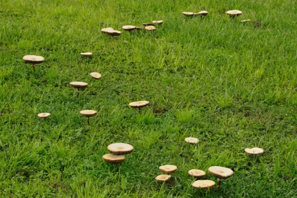 Un prato verde punteggiato da numerosi funghi. Alcuni sono raggruppati, altri solitari, evocando l'idea di rimedi naturali.