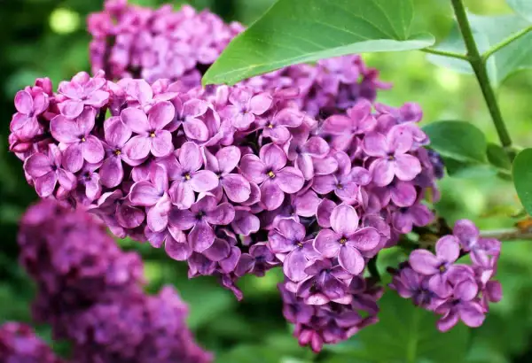 Un lillà pianta non fiorisce, ma i suoi boccioli viola intenso promettono una primavera profumata.
