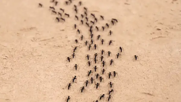 Formiche in marcia su terreno sabbioso. Forse cercano un repellente per formiche fai da te per evitare il loro percorso.