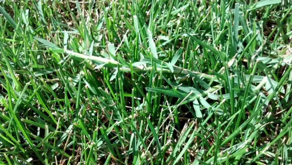 Un fusto di setaria infestante si allunga tra l'erba verde, un ospite indesiderato nel prato.