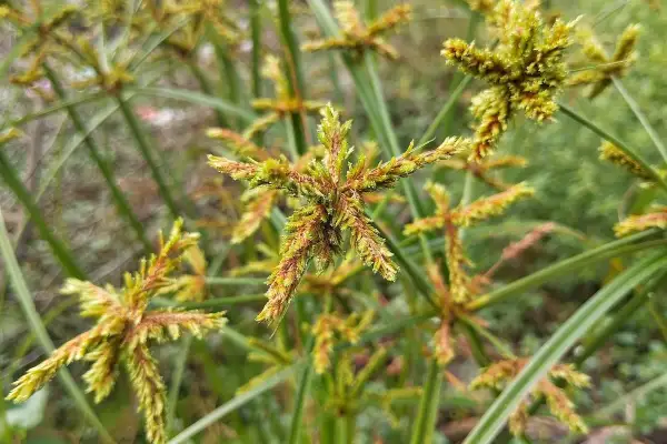 Fiori a stella del cipero infestante, con steli verdi e sottili che si intrecciano.