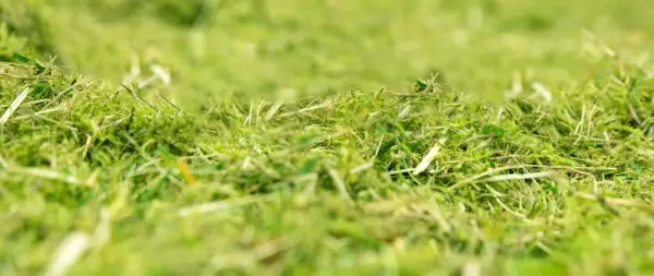 Erba appena tagliata, un tappeto verde e soffice. Il sale brucia l'erba, ma qui è solo un ricordo, un profumo di natura.