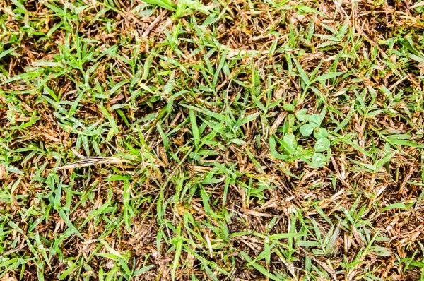 Un prato con erba verde e secca, con alcune gocce d'acqua. La ruggine del prato è visibile tra i fili d'erba.