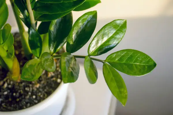 Foglie lucide di una pianta da appartamento, perfetta per chi cerca piante facili da coltivare.