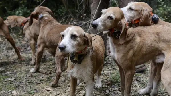 Cani da caccia con collari, attenti a dove camminano, il diserbante è pericoloso per i cani.