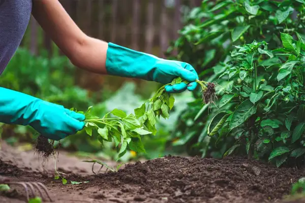 Mani guantate rimuovono erbacce infestanti dal terreno fertile, liberando spazio per le piante desiderate.