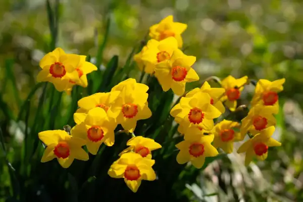 Un grappolo di narcisi gialli con un centro arancione brillante. Perfetti per sapere quando piantarli e godersi la primavera.