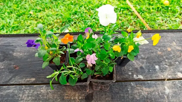 Viole fiori colorate in vasetti pronti per essere piantati, con un prato verde sullo sfondo.