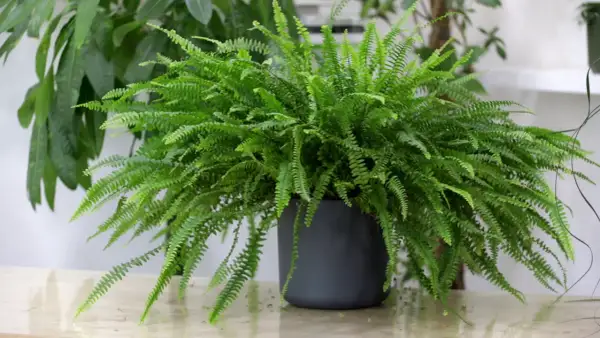 Felce di Boston rigogliosa in vaso scuro, con fronde verdi e delicate. Nonostante la sua bellezza, è una felce di Boston tossica se ingerita.