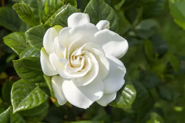 Un fiore bianco e profumato, una delle tante piante acidofile da appartamento, con foglie verdi lucide sullo sfondo.