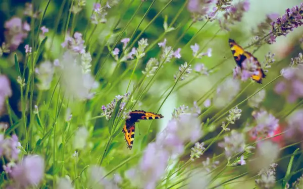 Farfalle colorate su lavanda in fiore, un esempio di come attirare le farfalle in giardino con piante profumate.
