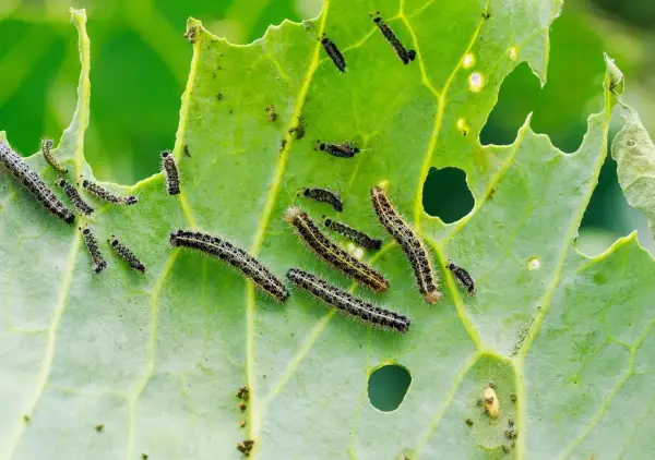 Bruchi su foglia verde, con buchi evidenti. Si cercano rimedi naturali per le foglie mangiate.