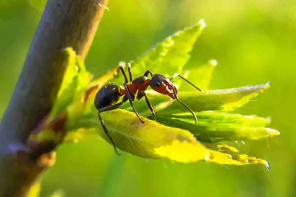 Formica su foglia verde, un problema per chi vuole sapere come eliminare le formiche dalle piante.